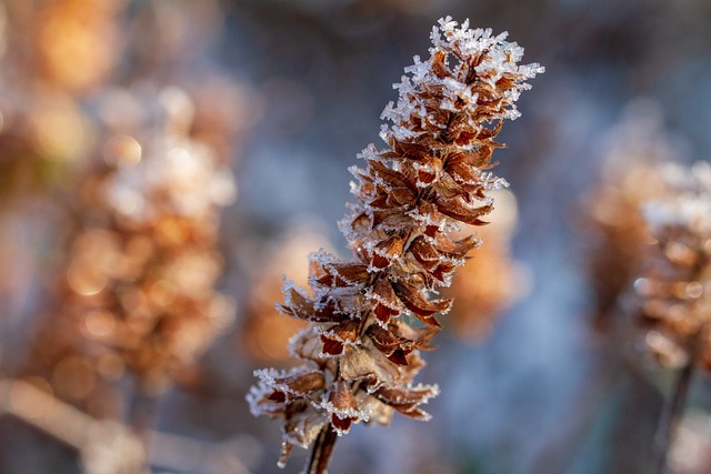 Equisetum arvense-분석 쇠뜨기잎추출물: 효능, 사용법, 부작용 및 주의사항